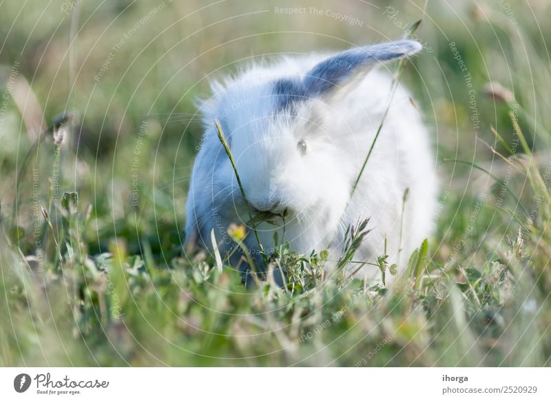 belier breed Bunny freely in the field Freedom Animal Flower Fur coat Pet Farm animal Wild animal 1 Blossoming Gray Green Colour Hare & Rabbit & Bunny