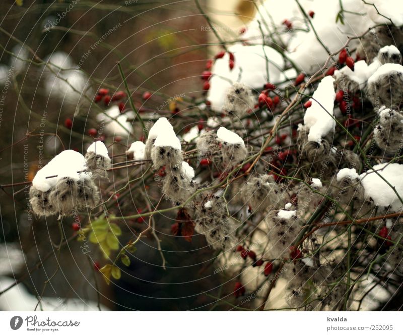 blanket of snow Nature Plant Winter Snow Bushes Leaf Wild plant Gray Green Red White Contentment Rose hip Branch Snow layer Cold Frost December January February