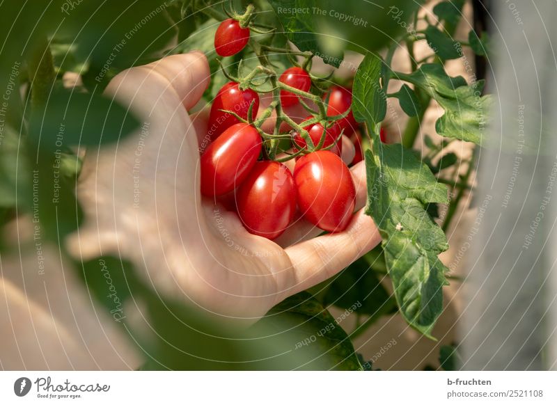 Dated tomatoes on a shrub Vegetable Organic produce Vegetarian diet Healthy Eating Man Adults Hand Fingers Bushes Agricultural crop Observe To hold on Fresh