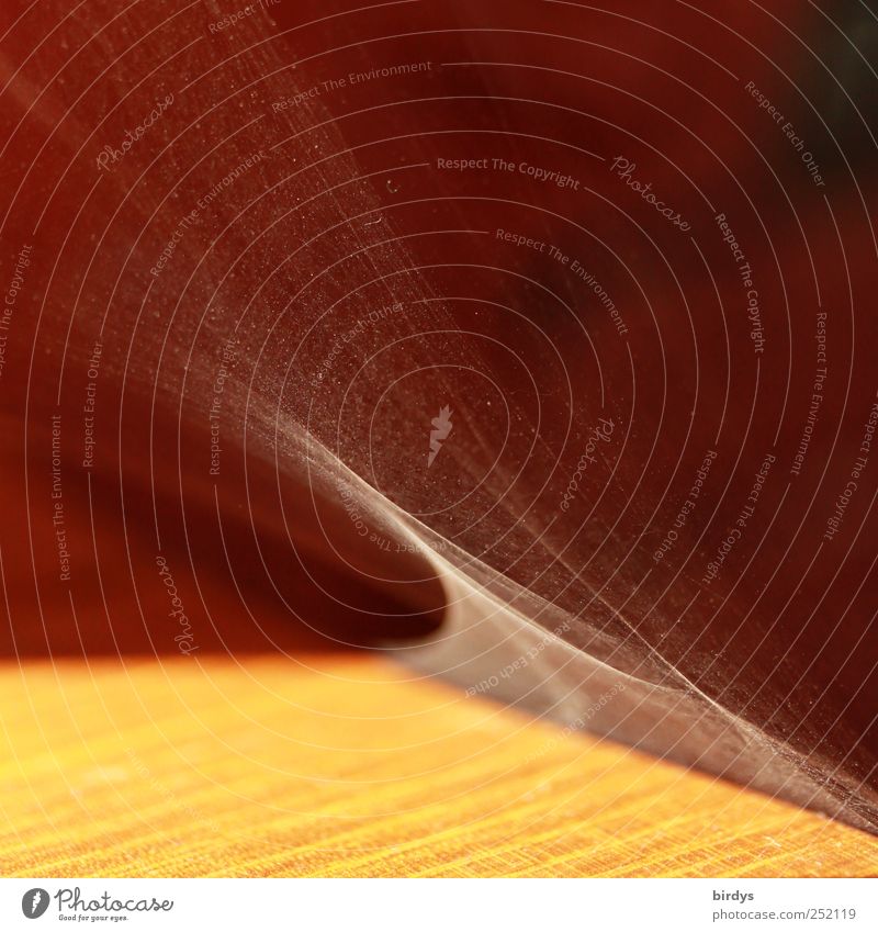 filigree Wood Animal tracks Net Illuminate Esthetic Exceptional Nature Network Spider's web Fine Delicate Vail interwoven Wood grain Interlaced Window board