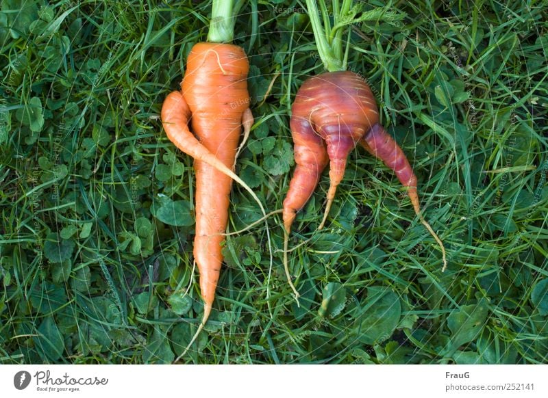 crossed and spread Vegetable carrots Organic produce Vegetarian diet Nature Plant Grass Agricultural crop Meadow Lie Delicious Natural Colour Whimsical