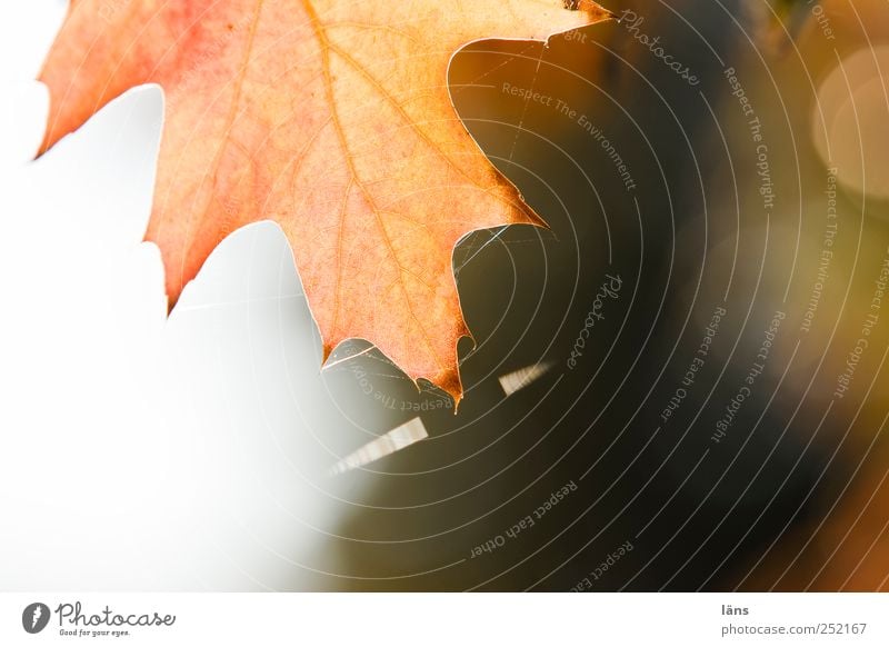 Tension Nature Plant Autumn Tree Leaf Brown Oak leaf Tense Spider's web Exterior shot Structures and shapes Deserted Copy Space left Copy Space right
