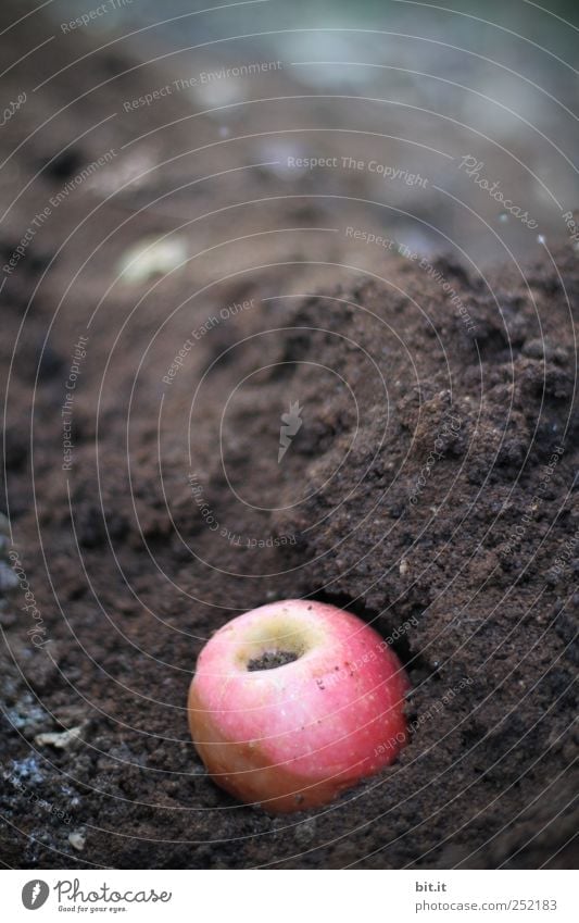 [CHAMANSÜLZ] Apple coffee compost fruit apples Nutrition Environment Nature Garden natural Nerdy Round Brown Red Decline Transience Change Compost Coffee Earth