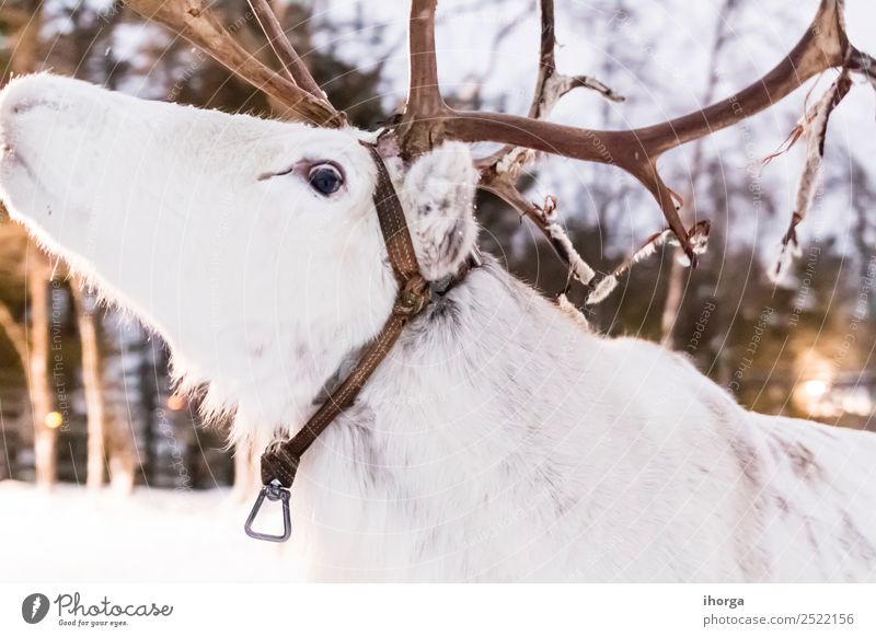 white reindeer in the snow Vacation & Travel Winter Snow Nature Landscape Animal Ice Frost Forest Fur coat Farm animal 1 Natural Cute Wild White Deer Finland