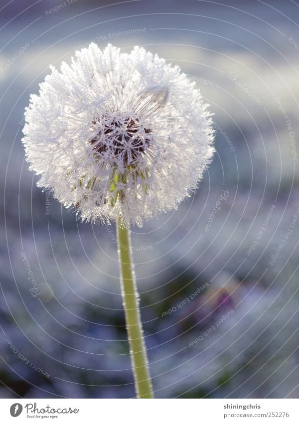 cold and frosty morning there's not a lot to say.. Plant Winter Ice Frost Dandelion Fresh Calm Uniqueness Cold Stagnating Frozen Subdued colour Exterior shot