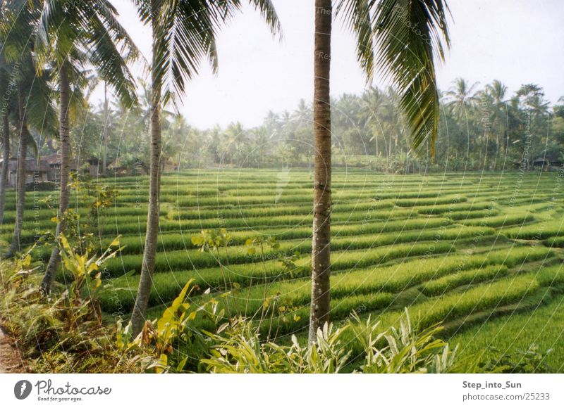 rice terrace Bali Asia Paddy field Indonesia Agriculture Mountain Rice Nature terrace cultivation Plant