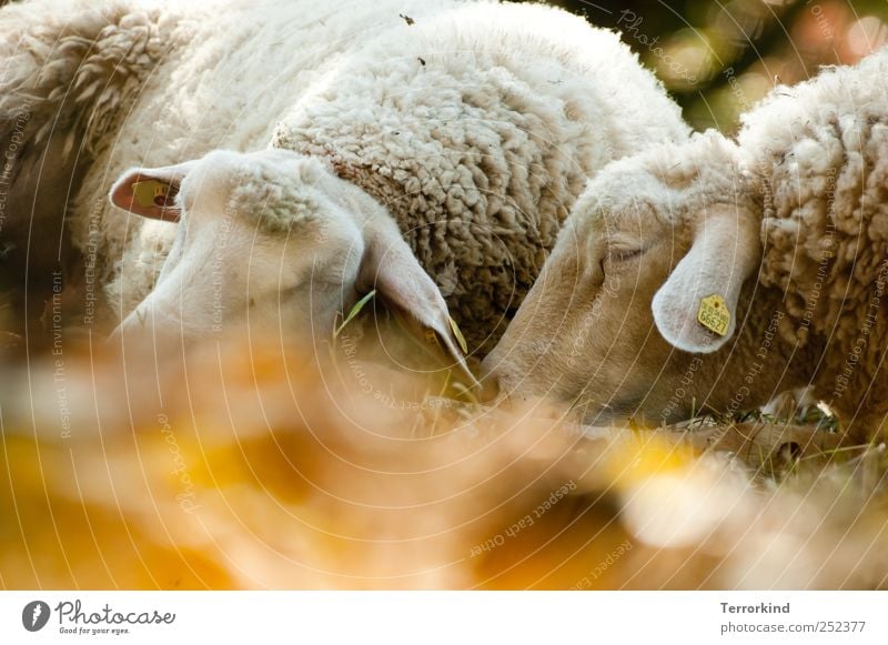 Chamansülz 2011 | wir.in.schaf.form Sheep Lamb Leaf Autumn Multicoloured Cozy Lie Sleep Cuddling look at cuddle Breathe live!