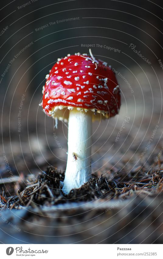 signal colour Earth Red White Mushroom Amanita mushroom Poison Warning colour Accumulate False Unhealthy Colour photo Close-up Deserted Copy Space top