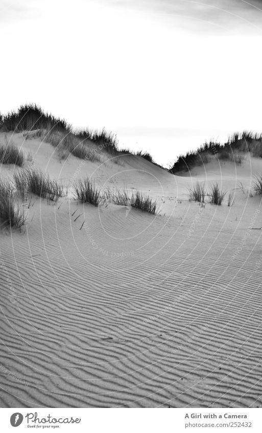 Spiekeroog I dune ridge Environment Nature Landscape Elements Sand Grass Marram grass Beach dune Exceptional Simple Elegant Gigantic Tall Beautiful Wild Steep