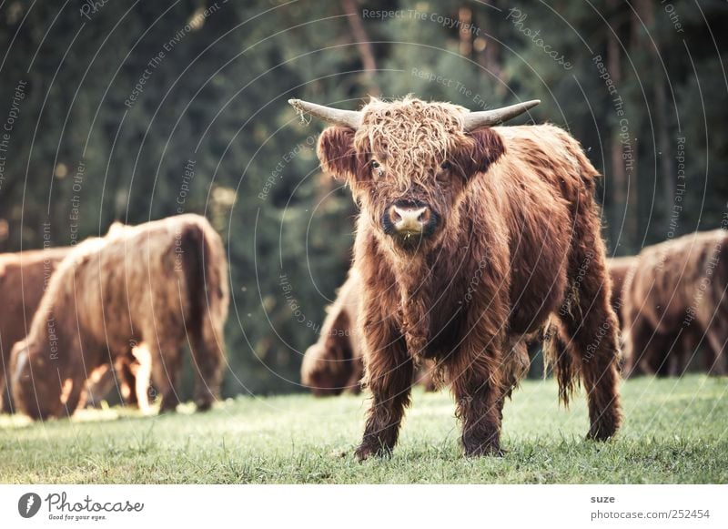 Come cuddle up! Environment Nature Animal Meadow Field Pelt Farm animal Animal face 1 Group of animals Herd Baby animal Cuddly Funny Cute Calf Cattle Pasture