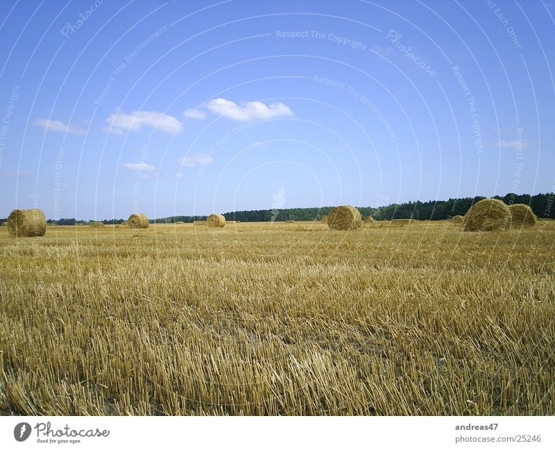 harvest time Field Straw Agriculture Bale of straw Harvest Grain