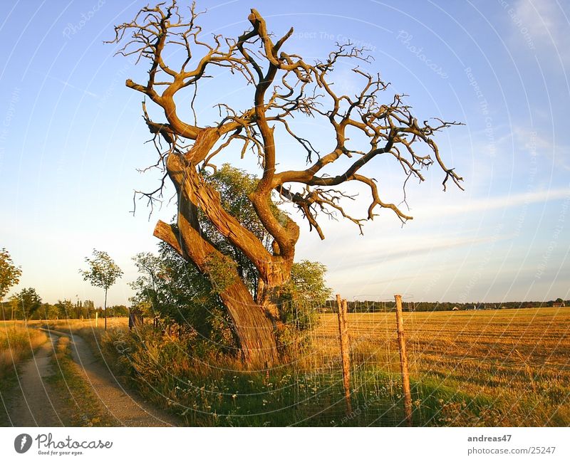 Tree in the evening light Oak tree Sublime Evening Old Think