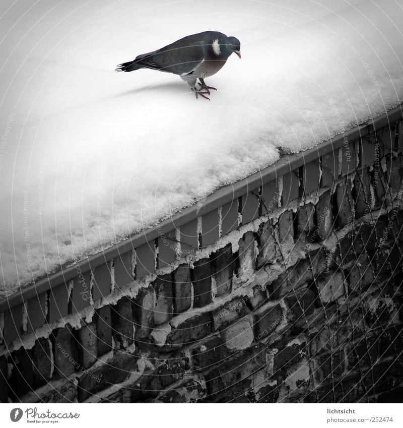 "Fucking cold, I'm jumping!" Winter Weather Ice Frost Snow Wall (barrier) Wall (building) Roof Animal Bird Pigeon 1 Cold Jump Corner Edge Queer fish Tilt Brick