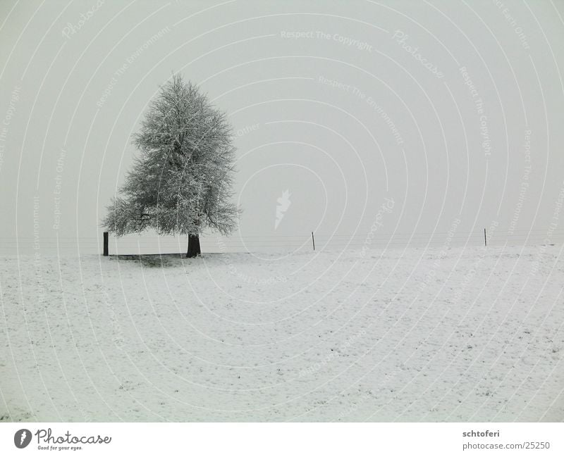 lonesome winter tree Tree Snow Gray Cold Loneliness Freeze Fog Winter Ice Frost Landscape