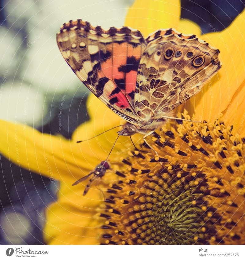 Meet me in the sunflower Plant Animal Blossom Sunflower Garden Wild animal Fly Butterfly Wing Painted lady Hover fly Feeler Trunk Proboscis 2 To feed