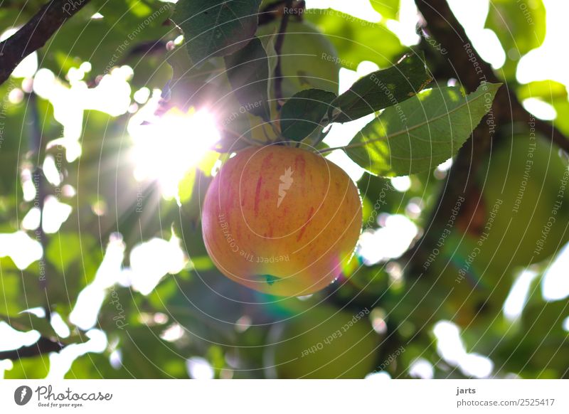 apple on the tree II Fruit Summer Autumn Tree Leaf Fresh Healthy Natural Nature Apple Apple tree Colour photo Exterior shot Close-up Deserted Copy Space left