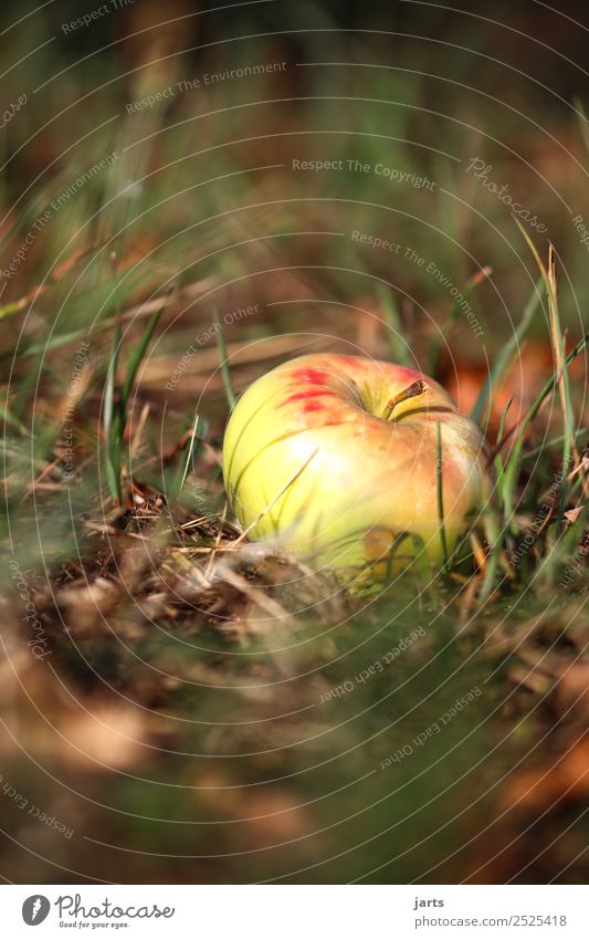 apple II Fruit Summer Autumn Beautiful weather Plant Grass Meadow Field Healthy Glittering Natural Yellow Gold Red Nature Apple Organic produce Colour photo