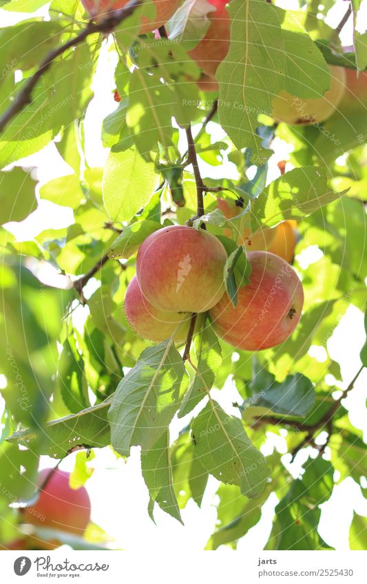 apples Fruit Apple Plant Summer Autumn Beautiful weather Tree Leaf Agricultural crop Field Fresh Healthy Natural Gold Green Red Nature Apple tree Colour photo
