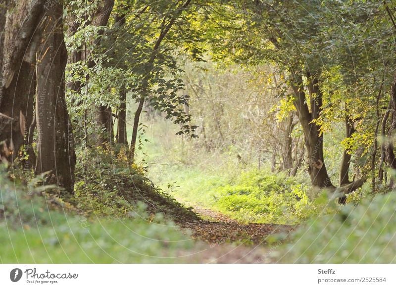 Forest path into the light forest path Leaf canopy Deciduous forest Footpath Green Forest atmosphere Forest trees deciduous trees Forest plants off tranquillity