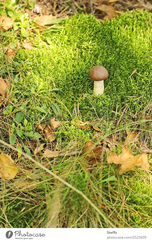 Like a mushroom in a moss Mushroom boletus edible mushroom Mushroom cap wax Edible Woodground Moss in moss Autumn leaves sunny Forest atmosphere September