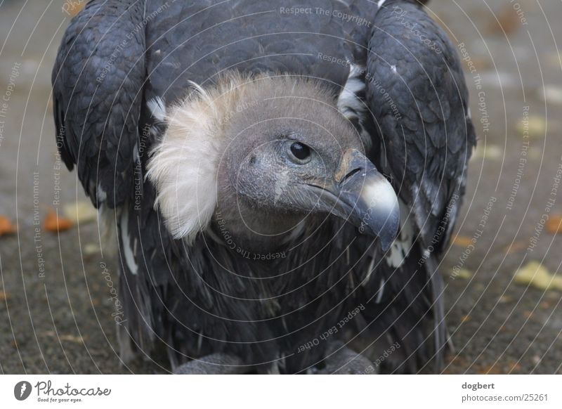 bankrupt vulture Vulture Scavenger Tight-fisted Evil Zoo Cologne Animal Bird Desert Sahara