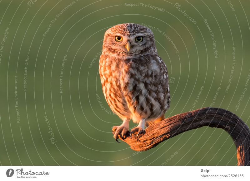 Cute owl, small bird with big eyes in the nature Beautiful Nature Animal Forest Bird Wing Small Funny Natural Wild Brown Yellow Gold Green Black White wildlife