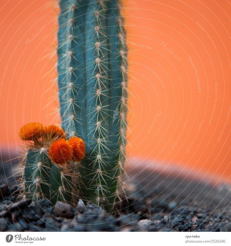 Child-Mama-Cactus Plant Summer Blossom Exotic Beautiful Green Orange Thorn Small Warmth Colour photo Exterior shot Deserted Copy Space left Copy Space right