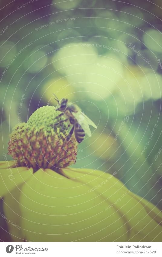 Busy little bee. Environment Nature Plant Animal Summer Flower Blossom Garden Park Meadow Wild animal Bee 1 Work and employment Feeding Yellow Green