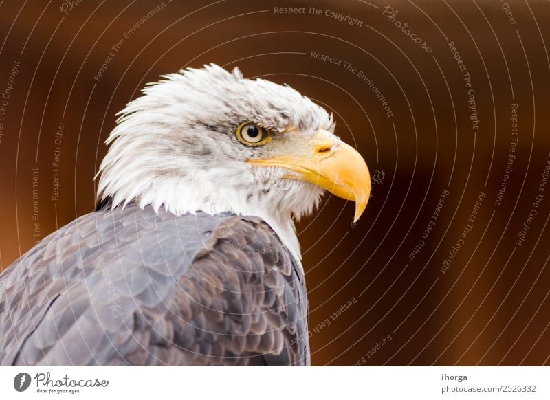 Portrait of a bald eagle (haliaeetus leucocephalus) Face Freedom Nature Animal Bald or shaved head Wild animal Bird Wing 1 Brown Yellow Black White American