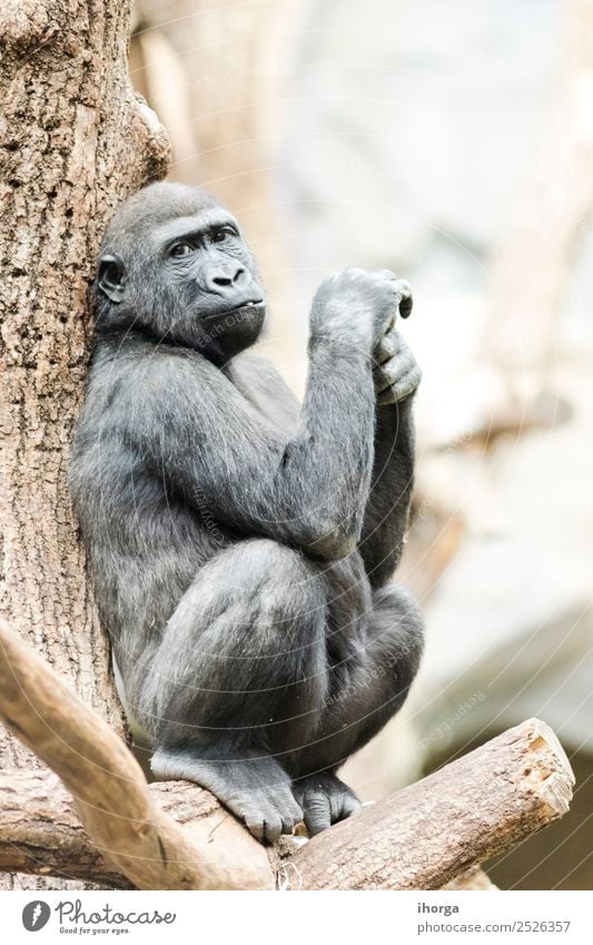 Gorilla sitting on a tree thoughtfully in daylight Face Mountain Zoo Nature Animal Park Forest Virgin forest Fur coat Wild animal 1 Natural Strong White