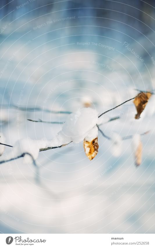chill Nature Winter Ice Frost Snow Leaf Twigs and branches Authentic Bright Cold Natural Blue White Calm Colour photo Exterior shot Deserted Copy Space top