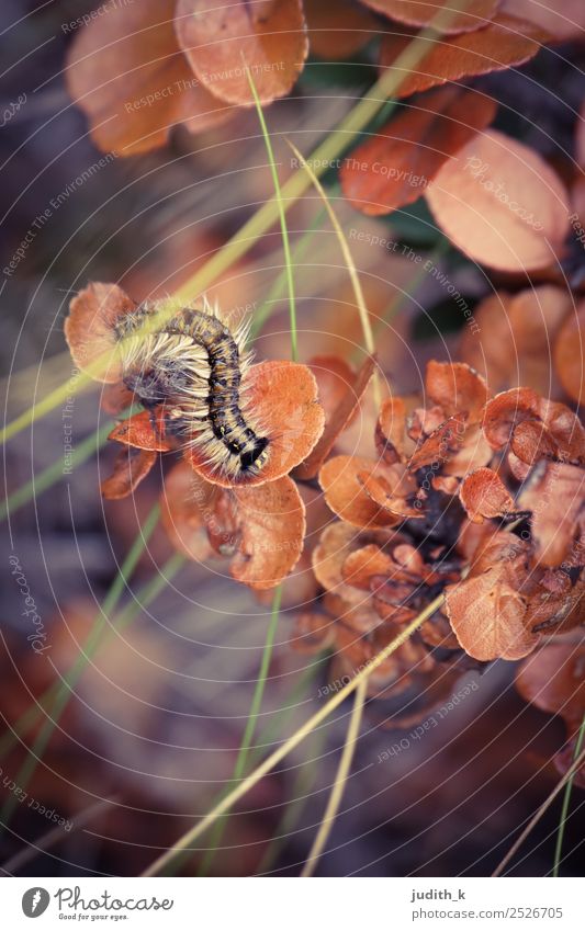 striped caterpillar in autumn Environment Nature Plant Animal Earth Autumn Grass Bushes Exotic Meadow Forest Wild animal Caterpillar 1 Movement Crawl Esthetic