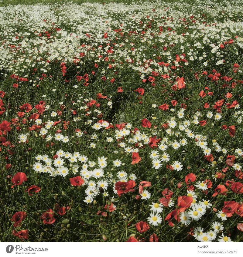 sea of flowers Environment Nature Landscape Plant Climate Beautiful weather Meadow Bright already Multicoloured Poppy Flower meadow Colour photo Subdued colour
