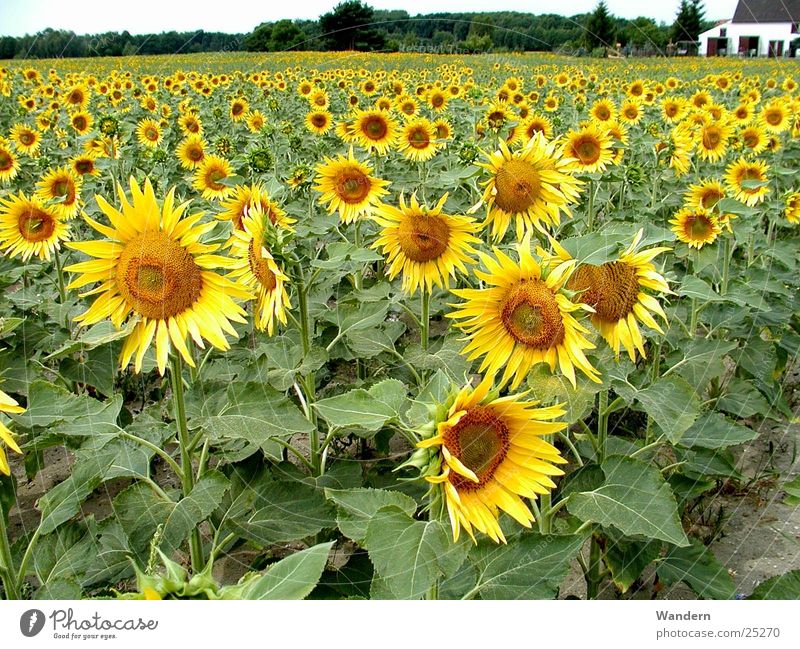sunflowers Sunflower Summer Agriculture Oleiferous fruit Renewable energy Environment Multicoloured