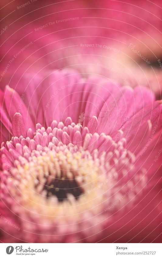 Old love Plant Flower Blossom Gerbera Retro Pink Romance Valentine's Day Blossoming Subdued colour Close-up Deserted Copy Space top Blur