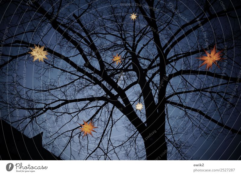 starry sky Cloudless sky Winter Tree Hang Illuminate Dark Above Christmas & Advent lordnhut stars Star (Symbol) Twigs and branches Festive Colour photo