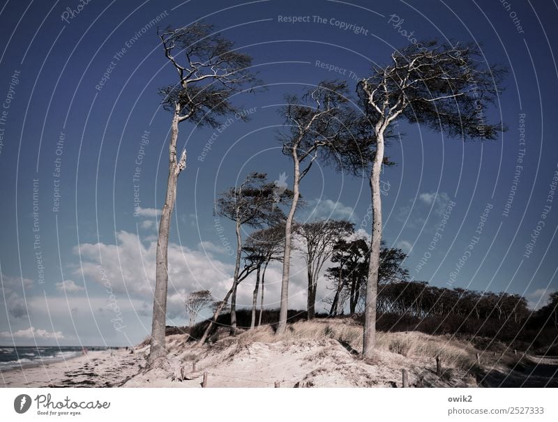 storm hairstyles Environment Nature Landscape Plant Sky Clouds Horizon Beautiful weather Wind Tree Wind cripple Coast Baltic Sea Western Beach Free Together