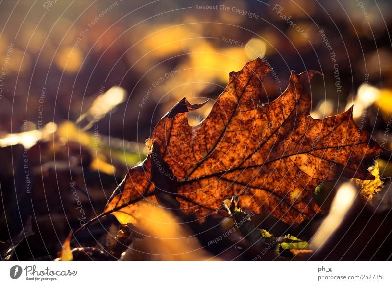 It's that time again Nature Plant Autumn Beautiful weather Tree Leaf Park Esthetic Bright Brown Yellow Gold Colour photo Multicoloured Exterior shot Detail