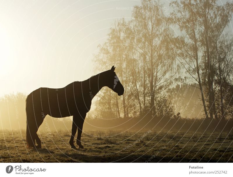 Fog coo! ;-) Environment Nature Landscape Plant Animal Sky Cloudless sky Tree Grass Meadow Field Farm animal Horse Pelt 1 Bright Wet Natural Colour photo