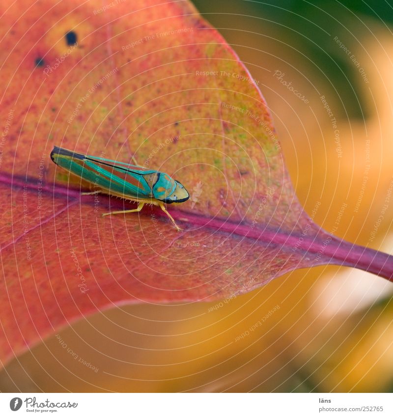 rhododendron cicada Environment Plant Animal Autumn Leaf Multicoloured Cicada Rachis Insect Colouring Colour photo Exterior shot Detail Deserted Day