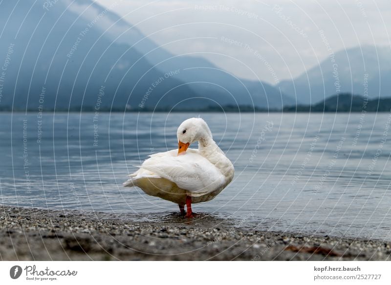 body care Lake Animal Duck 1 Relaxation To enjoy Cleaning Swimming & Bathing Esthetic Athletic Cute White Safety Safety (feeling of) Love of animals Attentive