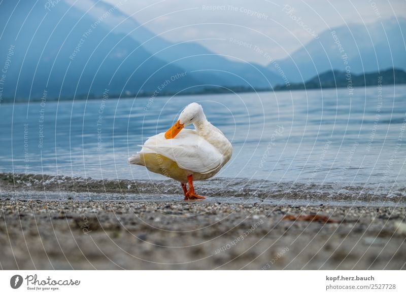 Duck yoga, the second Yoga Weather Lakeside Lago di coma Animal 1 Relaxation Cleaning Esthetic Exceptional Beautiful Uniqueness Wet Cute White Attentive