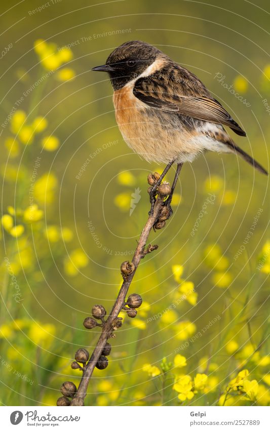 Beautiful wild bird perched on a branch in nature Life Man Adults Environment Nature Animal Flower Bird Small Natural Wild Brown Yellow Red White stonechat