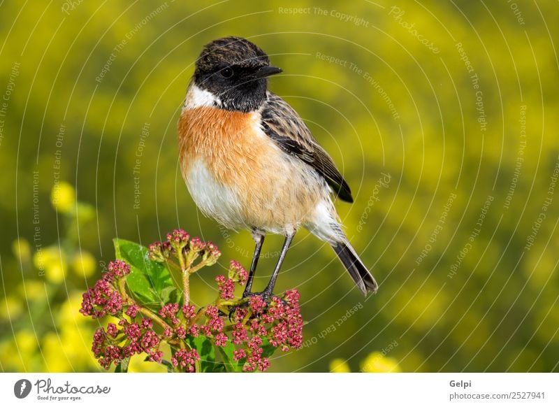 Beautiful wild bird perched on a branch in nature Life Man Adults Environment Nature Animal Flower Bird Small Natural Wild Brown Red White stonechat wildlife