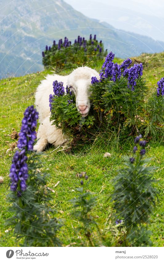So beautifully cuddly hidden Mountain Nature Plant Wild plant monkshood aconite aconitum Crowfoot plants Meadow Alps Animal Pet Sheep 1 Lie Blue Green