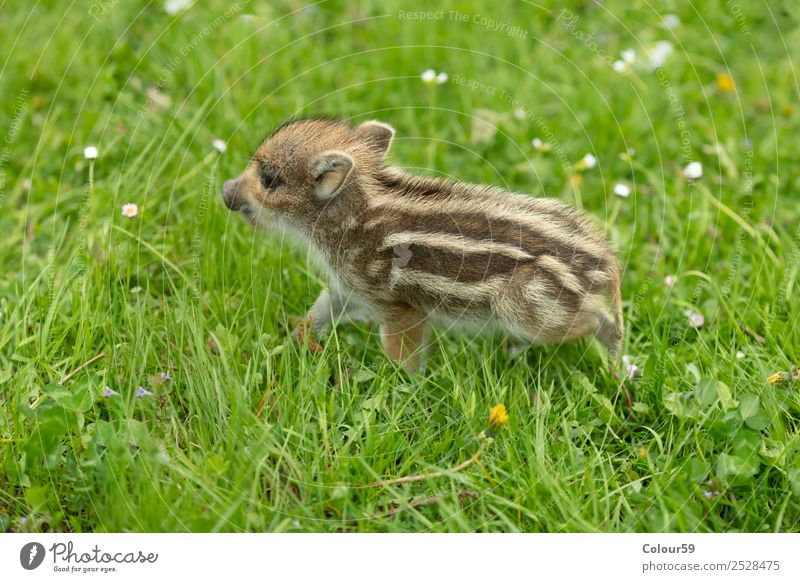 newbie Beautiful Baby Nature Animal Spring Grass Meadow Wild animal 1 Baby animal Walking Small Natural Cute Brown Green White Boar youthful Young boar Piglet