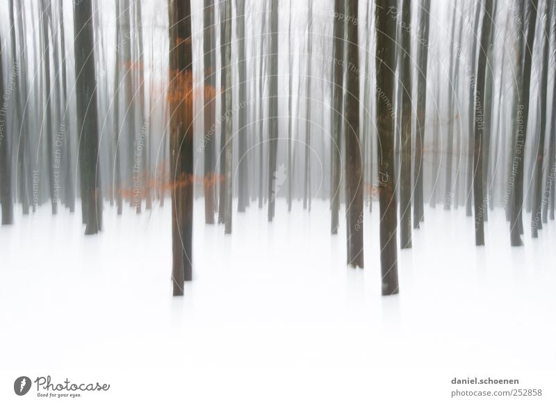 winter forest from last year Winter Snow Mountain Nature Tree Forest White Abstract Black Forest Subdued colour Copy Space bottom Motion blur