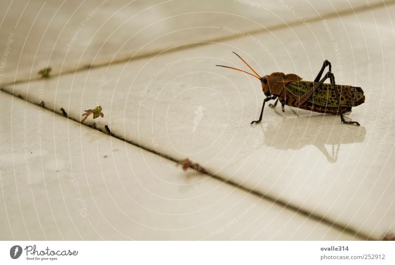 Grillo Animal Storm Wild animal House cricket 1 Insect Tile Observe Movement Wait Dark Creepy Near Green Red White Resolve Colour photo Exterior shot Close-up