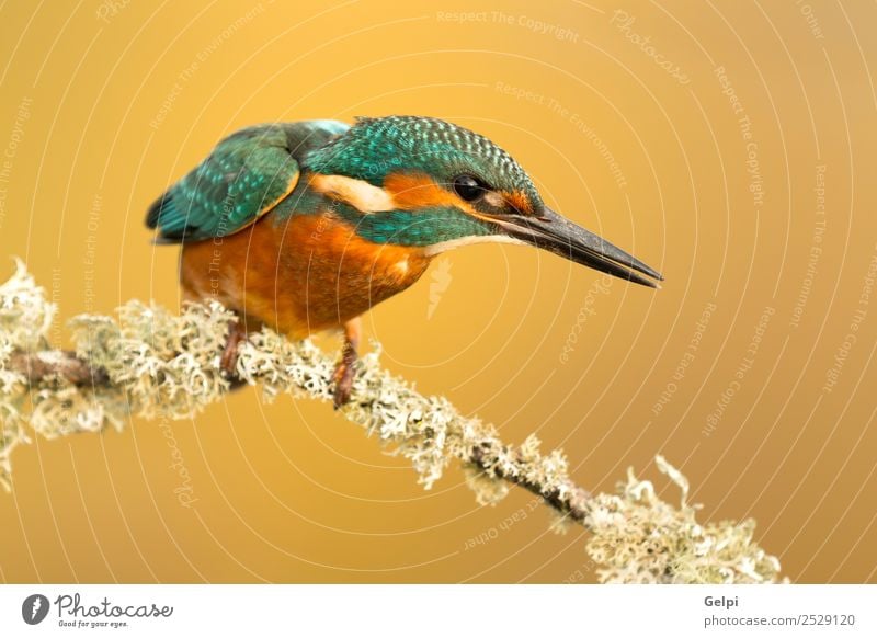 The Common Kingfisher Exotic Nature Animal River Bird Observe Bright Wild Blue White atthis alcedo wildlife common Beak Ornithology water colorful Feather