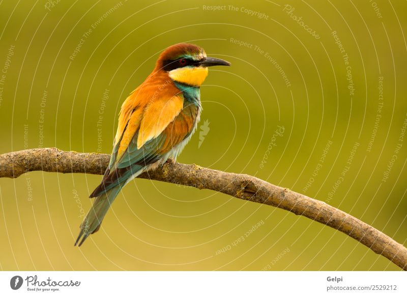 Small bird perched on a branch with a nice plumage Exotic Beautiful Freedom Nature Animal Bird Bee Glittering Feeding Bright Wild Blue Yellow Green Red White